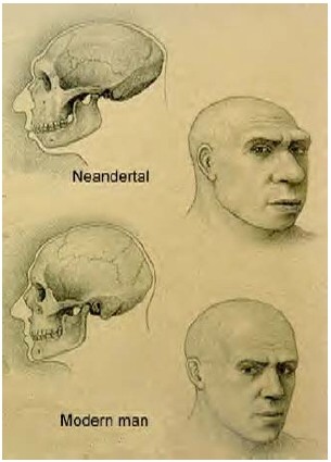 Comparison of Craniums of Neandertal and Modern Man